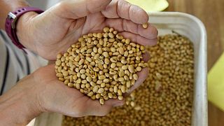 China compra soja estadounidense y brasileña tras baja del precio