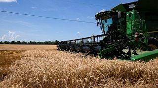 Caída del trigo continúa en una semana volátil; soja y maíz suben