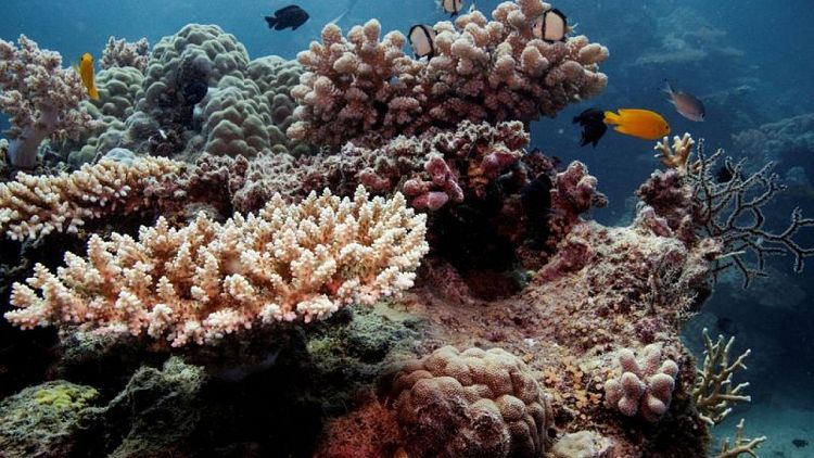 Los océanos podrían almacenar carbono para luchar contra el clima, según investigadores