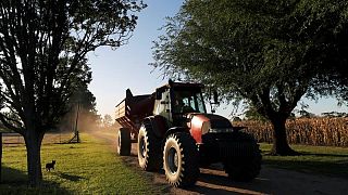 Agricultores argentinos apuestan fuerte por maíz tardío frente a verano bajo La Niña