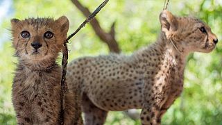تجارة الحيوانات الأليفة والحرارة بأرض الصومال تهدد أشبال الفهود