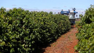 Exportaciones de café verde de Brasil se hunden 41,7% en noviembre, dice Cecafé