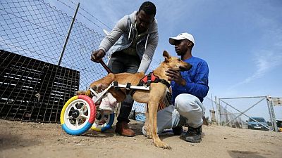 مأوى في غزة يحول عجلات السيارات والدراجات اللعبة لوسائل مساعدة للحيوانات المعاقة