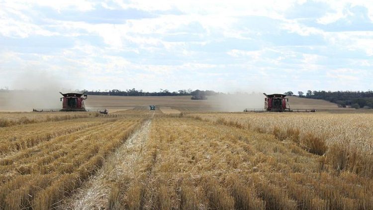 Futuros de trigo bajan por cosecha de Australia y exportaciones del Mar Negro