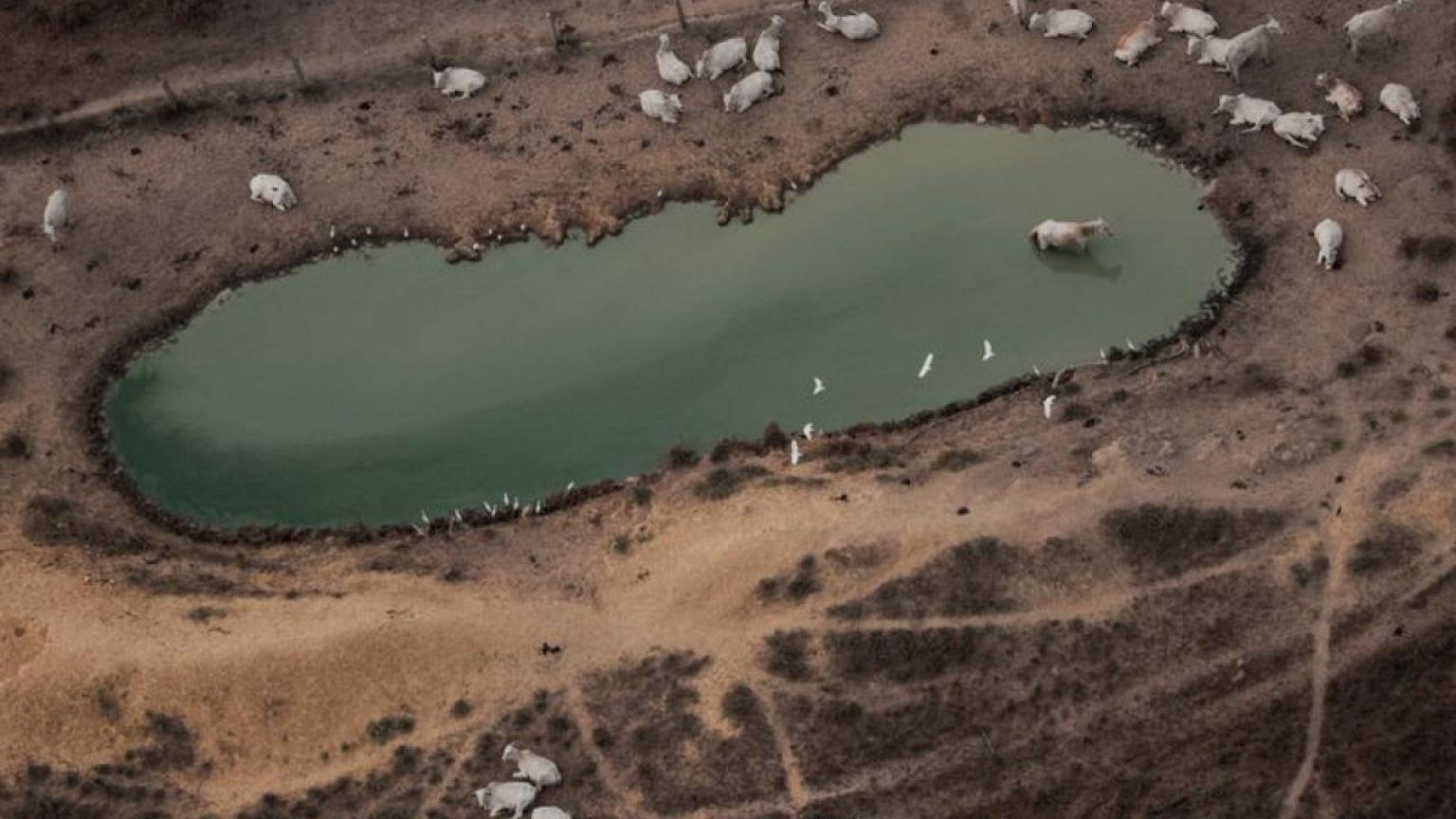 European supermarkets stop selling Brazil beef over deforestation links