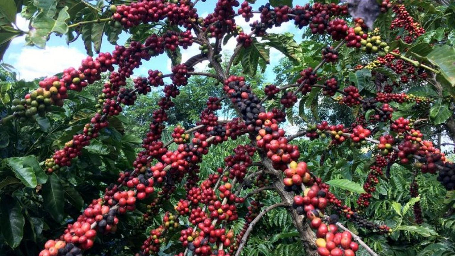 Cosecha de café de Brasil cae un 24,4% en 2021 en medio de la sequía