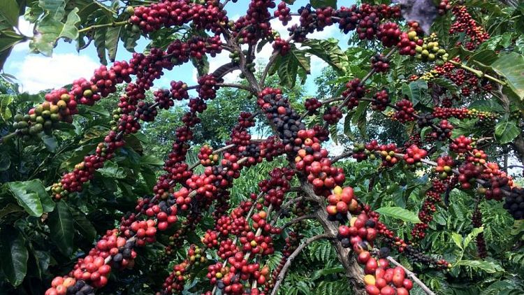 Cosecha de café de Brasil cae un 24,4% en 2021 en medio de la sequía
