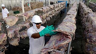 Brasil cerraría 2021 con récord de producción y exportación de carne de cerdo y aves de corral