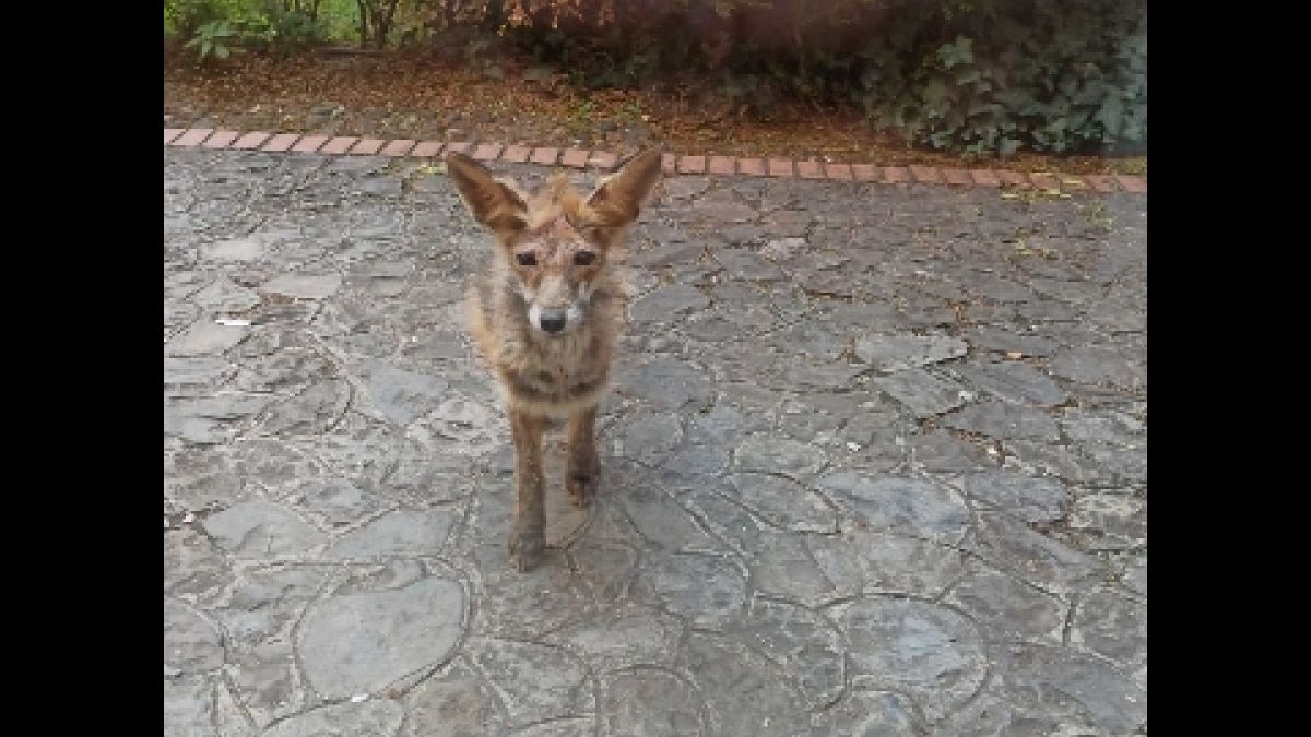 Cuon alpinus - Wikipedia, image size:1200x675