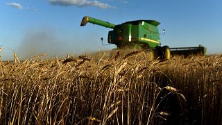 Un huracán podría haber causado daños diversos al trigo en la región de las Llanuras de EEUU