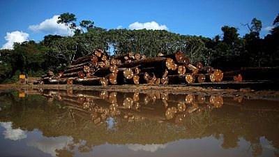 Exclusive: Brazil shuts illegal timber schemes, sheds light on Amazon logging