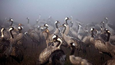 إنفلونزا الطيور تقتل الآلاف من طيور الكركي في أسوأ كارثة للحياة البرية بإسرائيل