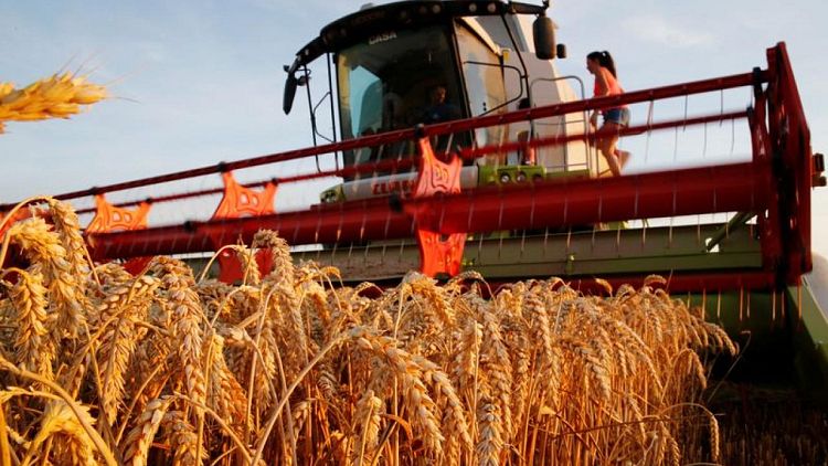 أسعار القمح الأوروبي تهبط 3% وسط منافسة في التصدير، وبذور دوار الشمس تنزل من مستوى قياسي