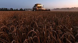 مصر تشتري 300 ألف طن من القمح في مناقصة دولية