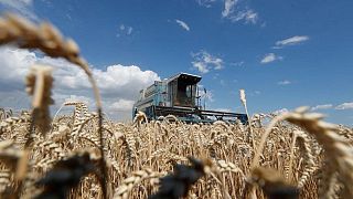 Exportaciones de granos de Ucrania aumentaron un 23,5% en el primer semestre de 2021/2022