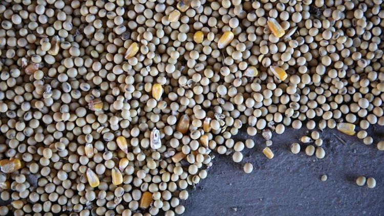 Soja sube por perspectivas de clima seco en América del Sur, trigo y maíz caen