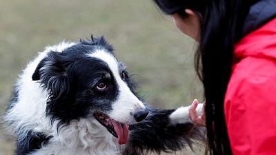 Que? Dogs' brains can tell Spanish from Hungarian, study finds