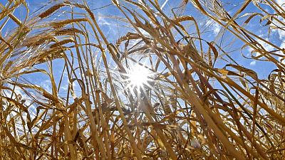 Gene editing legislation to focus on crops - UK minister