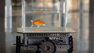 Like a fish out of water? Israeli team trains goldfish to drive