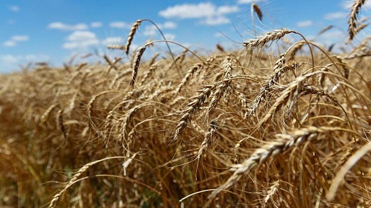 تجار: العراق يمدد مهلة في مناقصة محدودة لشراء القمح