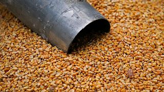 Futuros de soja y maíz caen por perspectivas meteorológicas en América del Sur, trigo sube