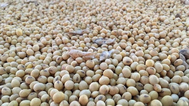 Anec eleva pronóstico de exportaciones de soja de Brasil en enero