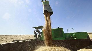 تونس: مخزون الحبوب يغطي الاحتياجات حتى مايو 2022