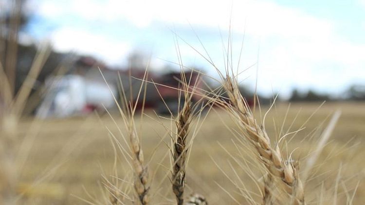 مجلس الحبوب العالمي يرفع توقعاته لمحصول القمح العالمي في 2020-2021