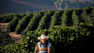 Exportaciones café verde brasileño caen 10,5% en 2021 a 36,29 millones de sacos: Cecafe