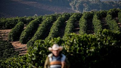 Exportaciones café verde brasileño caen 10,5% en 2021 a 36,29 millones de sacos: Cecafe