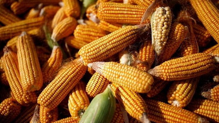 Importaciones de maíz de China alcanzan récord en 2021