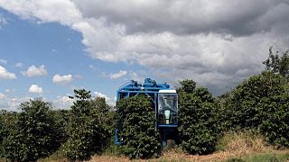 Conab prevé cosecha de café de Brasil de 55,7 millones sacos en 2022; clima reduce la productividad