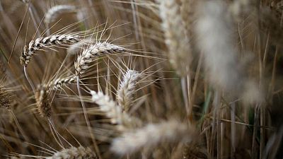Exportaciones de trigo blando UE en 2021/22 suben a 15,32 millones de toneladas al 16 de enero