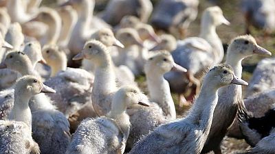 España registra un brote de gripe aviar altamente patógena en una granja - OIE