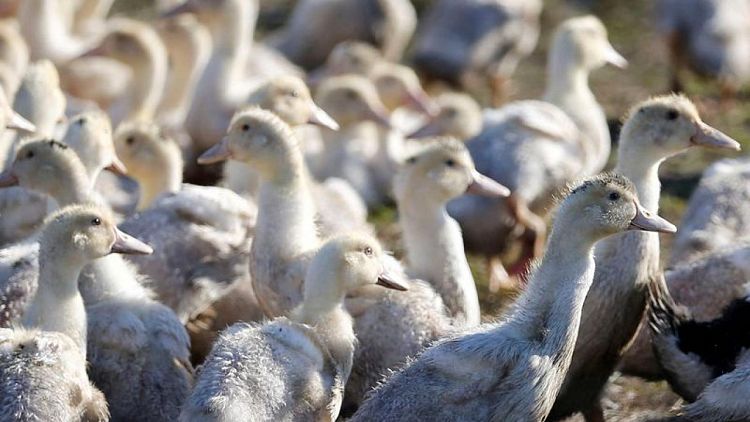 España registra un brote de gripe aviar altamente patógena en una granja - OIE
