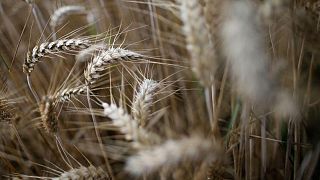 Envíos de trigo francés disminuyen en diciembre, no se exporta cebada forrajera