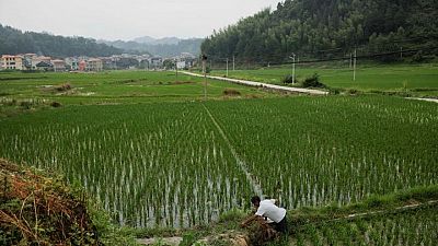 China drafts new rules to allow gene edited crops China drafts new rules to allow gene edited crops