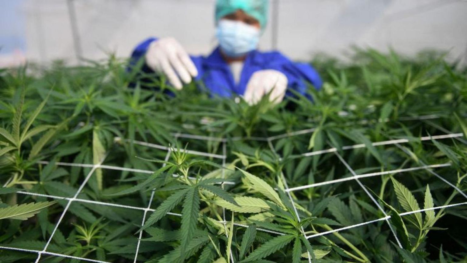 Thailand gives green light to growing cannabis at home