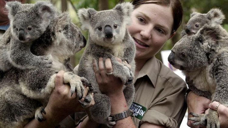 أستراليا تعزز إنفاقها على حماية حيوانات الكوالا