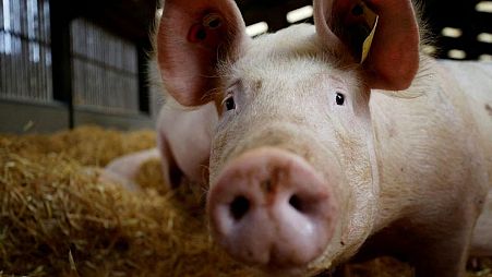 British pig farmers 'fear ruin' over Brexit and the rise of veganism