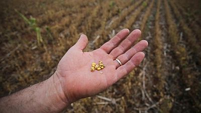 AgRural y AgResource recortan previsión de cosecha soja 2021/2022 Brasil por mal tiempo