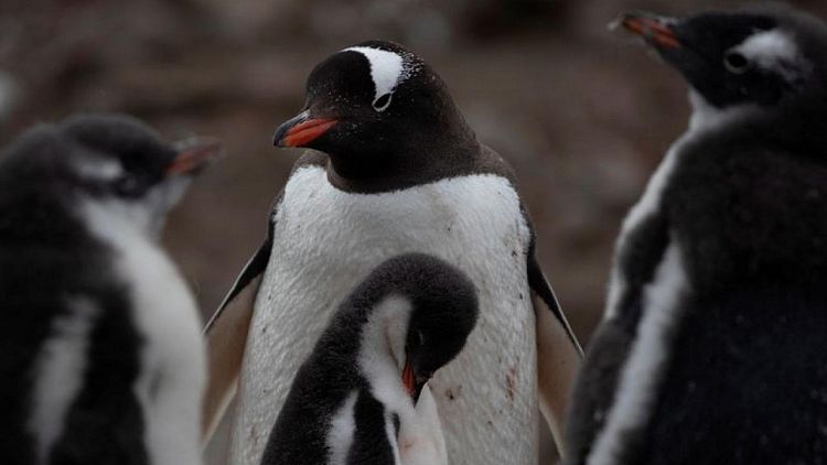Penguins offer varied clues to Antarctic climate change