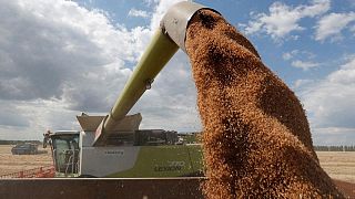 Strategie Grains espera que la producción mundial de trigo, maíz y cebada aumente en 2022/23