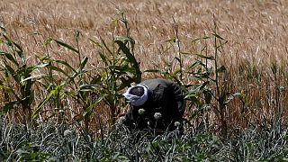 مصر: التوتر بين روسيا وأوكرانيا يزيد الشكوك في أسواق القمح