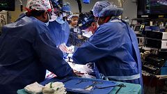 German researchers to breed genetically-modified pigs especially for human heart transplants