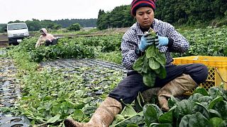 Japón debe cuadruplicar trabajadores extranjeros al 2040 para cumplir meta de crecimiento