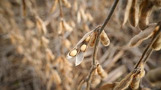Aceite de soja cae en Chicago desde máximos históricos; la soja y el trigo también bajan