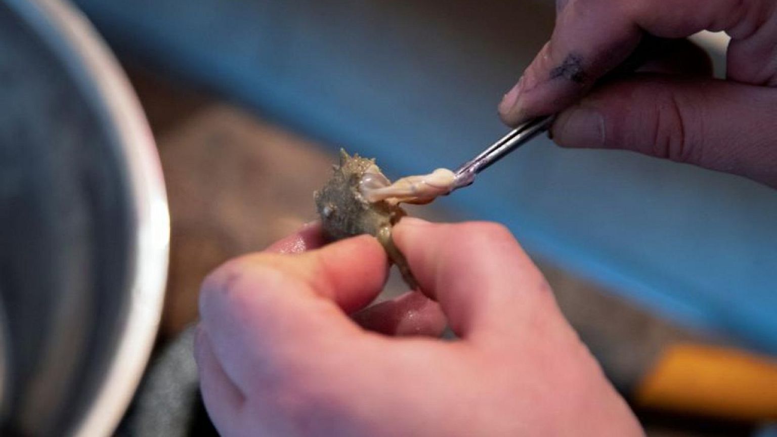 Tunisian enthusiast recreates sea snail purple dye that defined ancient royals