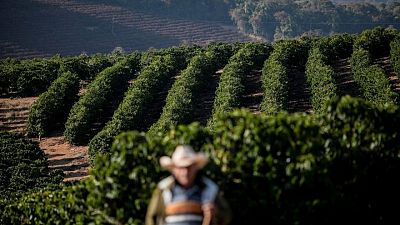 CAFE-EXPORTACIONES-GLOBAL:Exportaciones mundiales de café verde caen un 7,7% en diciembre, según la OIC