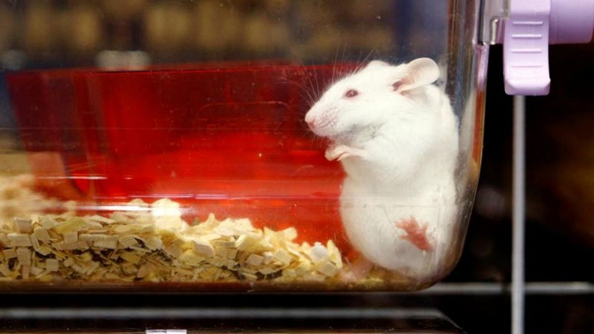 スイス、動物実験禁止初の国となるかどうかを投票へ